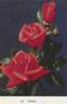 Aztec rose photo
