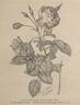 Rose Boursault rose photo