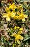 R. banksiae lutescens rose photo