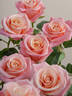 Vitalrose Miss Piggy rose photo