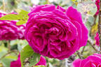 Capitaine Basroger rose photo