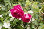 Capitaine Basroger rose photo