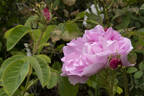 Celsiana rose photo