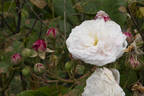 Caroline Marniesse rose photo