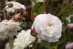 Caroline Marniesse rose photo