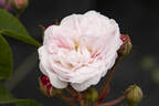 Caroline Marniesse rose photo
