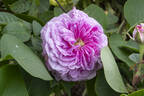 Charles Lawson rose photo