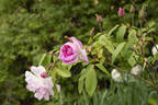 Champneys' Pink Cluster rose photo