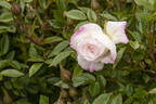 Cinderella rose photo