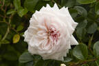 Compassion rose photo