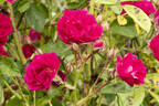 Coquina rose photo