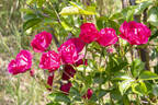 Coronation rose photo