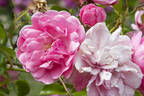 Cotton Candy rose photo