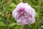 Cumberland Belle rose photo