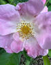 Roemer's Hip Happy rose photo