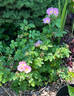 Roemer's Hip Happy rose photo