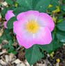 Roemer's Hip Happy rose photo