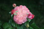 Dream Weaver rose photo