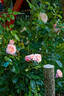 Dream Weaver rose photo