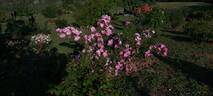 Marguerite Hilling rose photo
