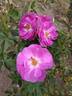 Big Smile rose photo