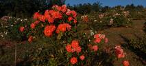 Matangi ® rose photo