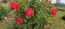 Matangi ® rose photo