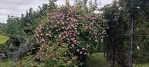 May Queen rose photo