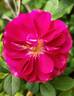 Sweet Chariot rose photo