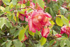 Comtesse du Cayla rose photo