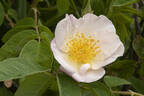 Dupontii rose photo