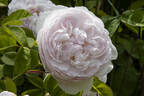 Duchesse De Montebello rose photo