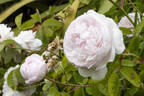 Duchesse De Montebello rose photo