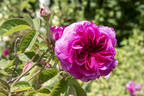 Désirée Parmentier rose photo