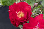 Dirigent ® rose photo