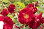 Dirigent ® rose photo