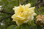 Elegance rose photo