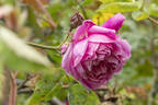 Eugène E. Marlitt rose photo