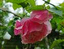 Madame Grégoire Staechelin rose photo