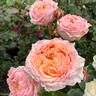 Georgia Peach ® rose photo