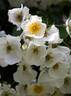 R. sinowilsonii rose photo