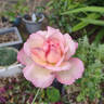 Madame de Watteville rose photo