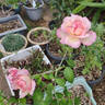 Madame de Watteville rose photo