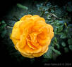 South Africa rose photo