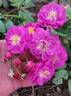 Baby Faurax rose photo