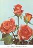 Fanny Blankers-Koen rose photo