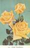 Dries Verschuren rose photo
