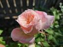 Duquesa rose photo