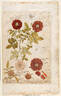 Conditorum rose photo