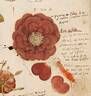 Conditorum rose photo